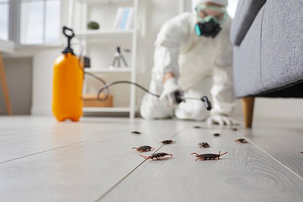 Commercial Kitchen Cockroach Control in Kissee Mills